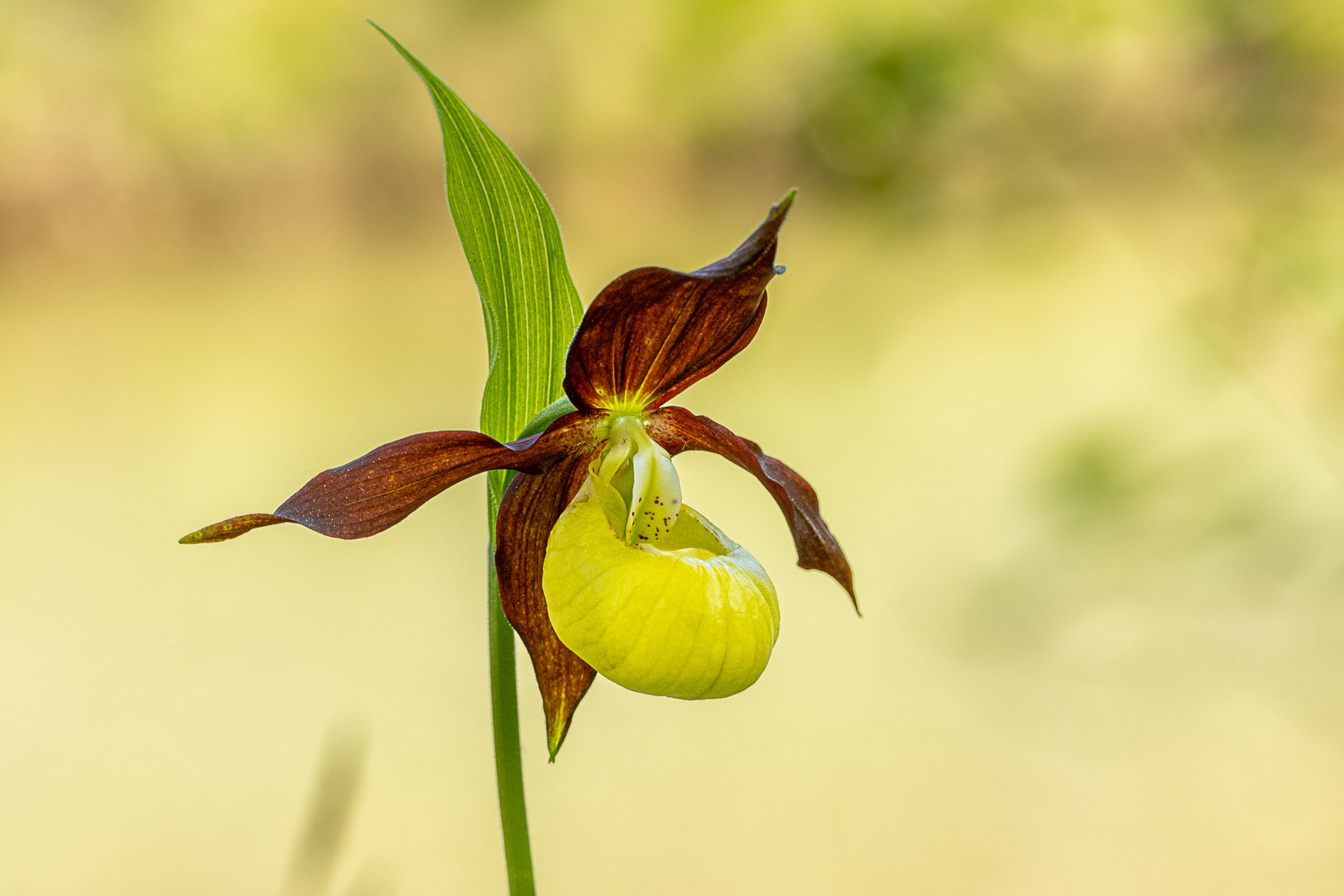 Frauenschuh - Cypripedium calceolus