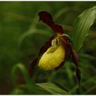 Frauenschuh, Cypripedium calceolus