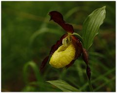 Frauenschuh, Cypripedium calceolus