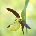 Frauenschuh (Cypripedium calceolus)