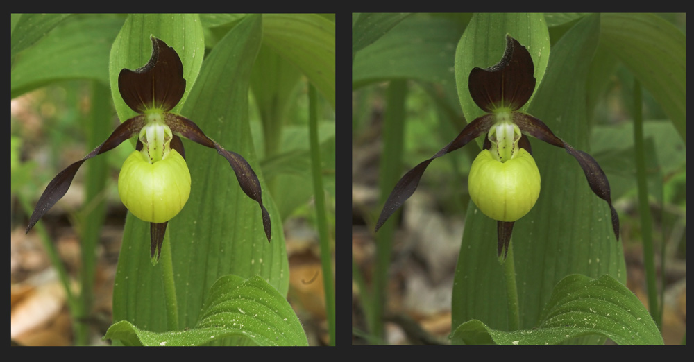 Frauenschuh (Cypripedium calceolus L.) 3-D