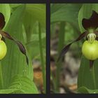 Frauenschuh (Cypripedium calceolus L.) 3-D