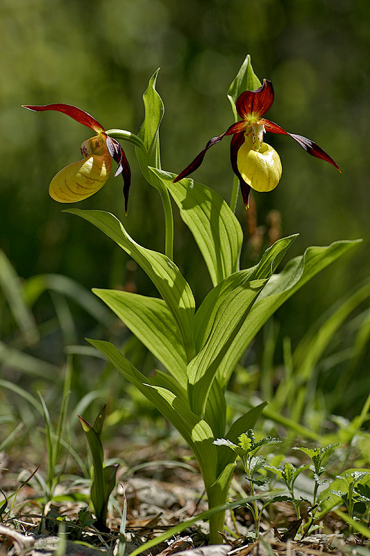 Frauenschuh (Cypripedium calceolus L.)