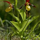 Frauenschuh (Cypripedium calceolus L.)