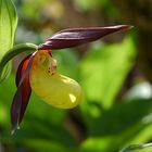 Frauenschuh (Cypripedium calceolus L.)