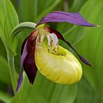 Frauenschuh (Cypripedium calceolus L.)