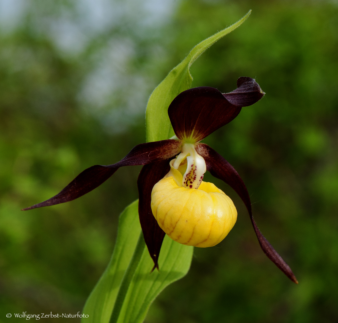  - FRAUENSCHUH -  ( Cypripedium calculus )