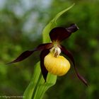  - FRAUENSCHUH -  ( Cypripedium calculus )