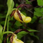   - FRAUENSCHUH -  ( Cypripedium calculus )