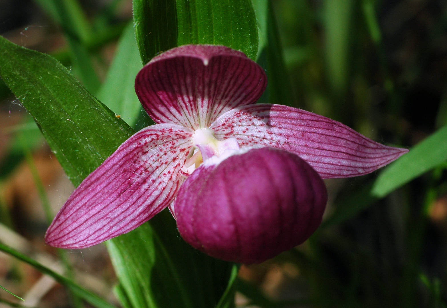 Frauenschuh (Cypripedium macranthon)