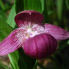 Frauenschuh (Cypripedium macranthon)