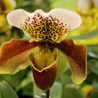 Frauenschuh - Die andere Orchidee