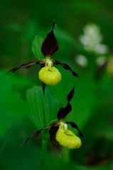 Frauenschuh Doppelblüte