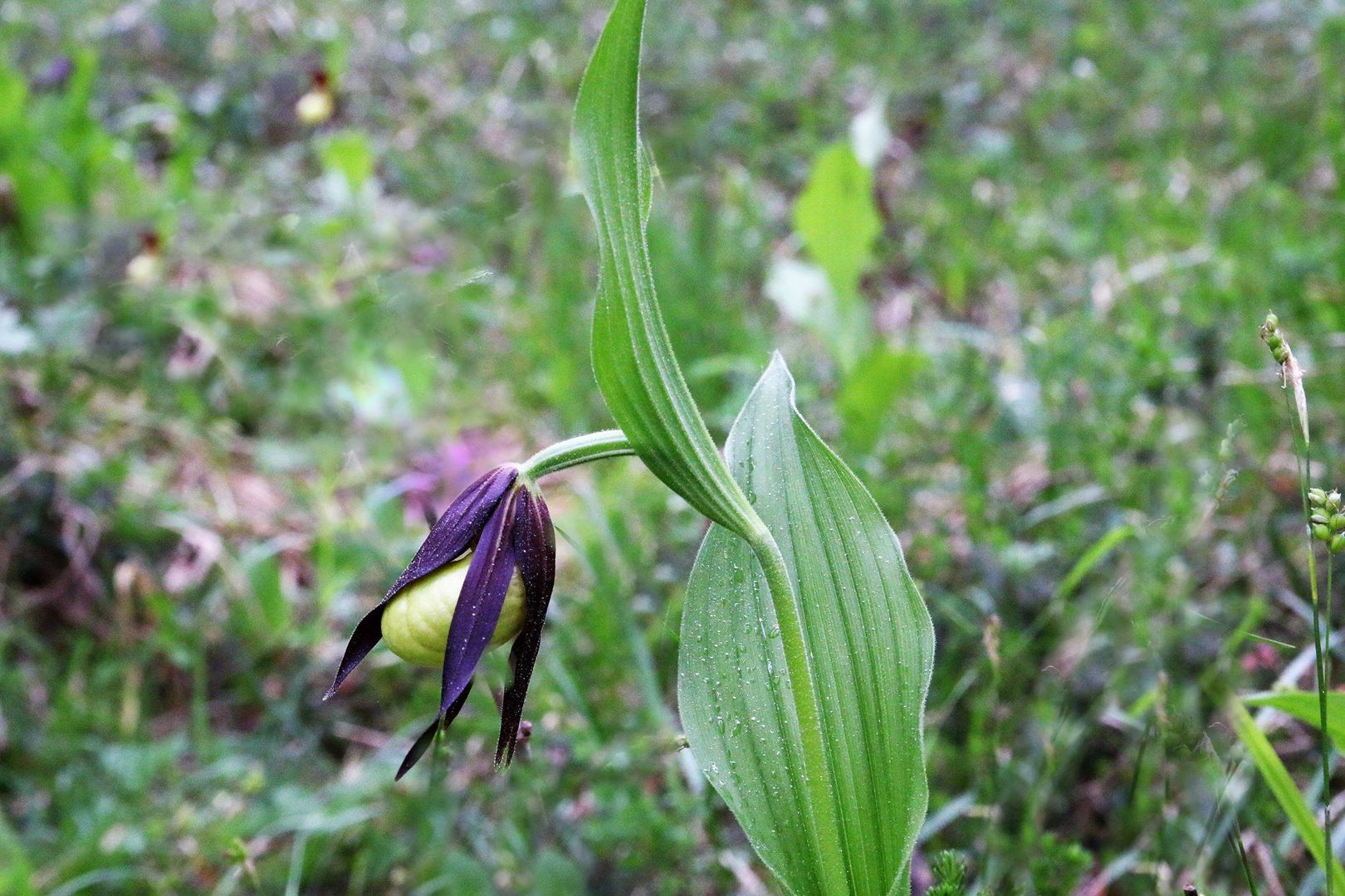 Frauenschuh, eine besondere Art der Freiland.Orchidee