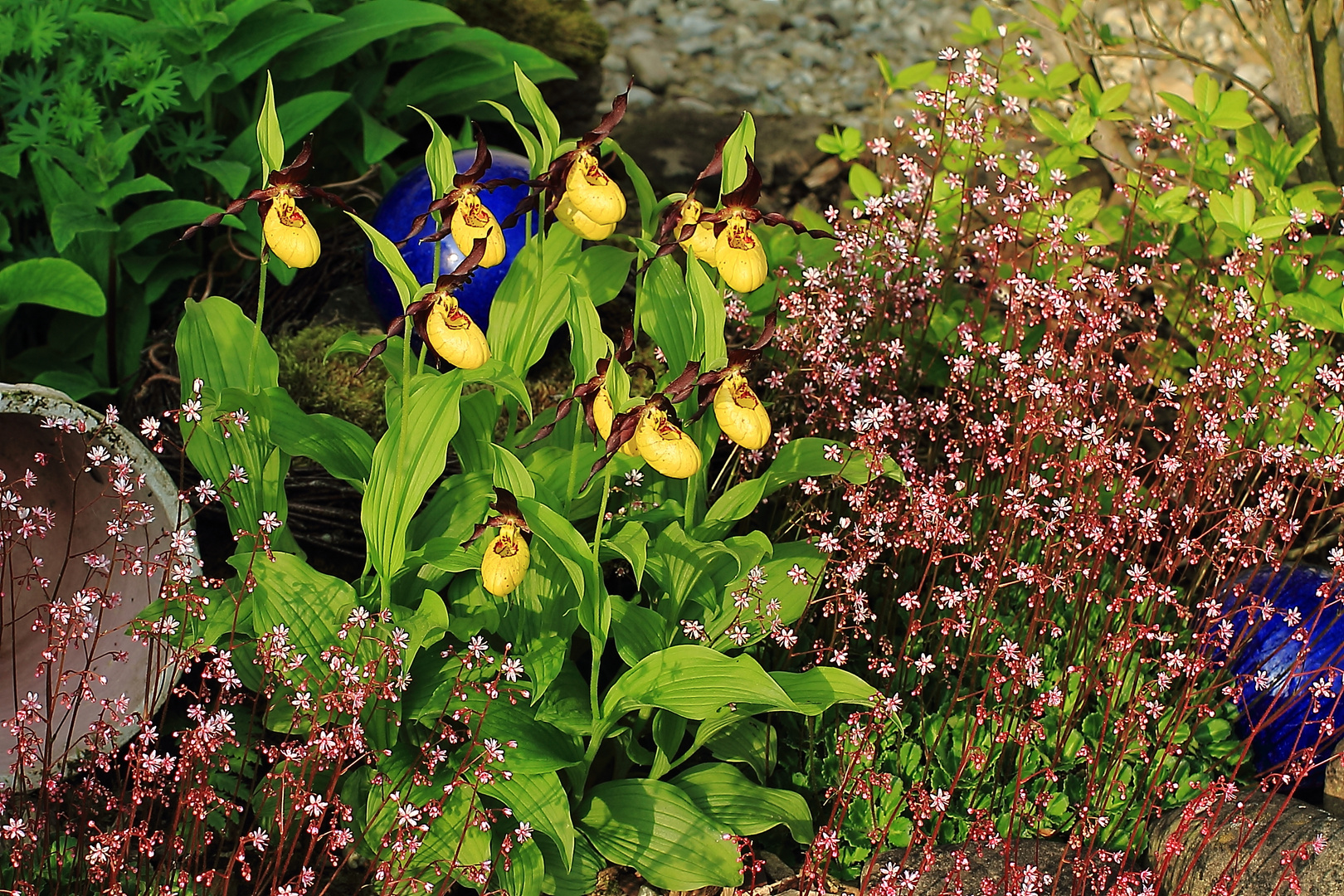 Frauenschuh  Gartenbild