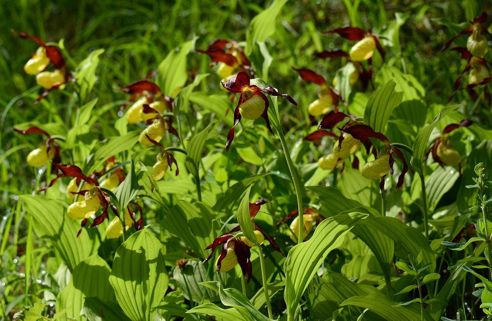 Frauenschuh Hochblüte - Weserbergland - 9.5.14