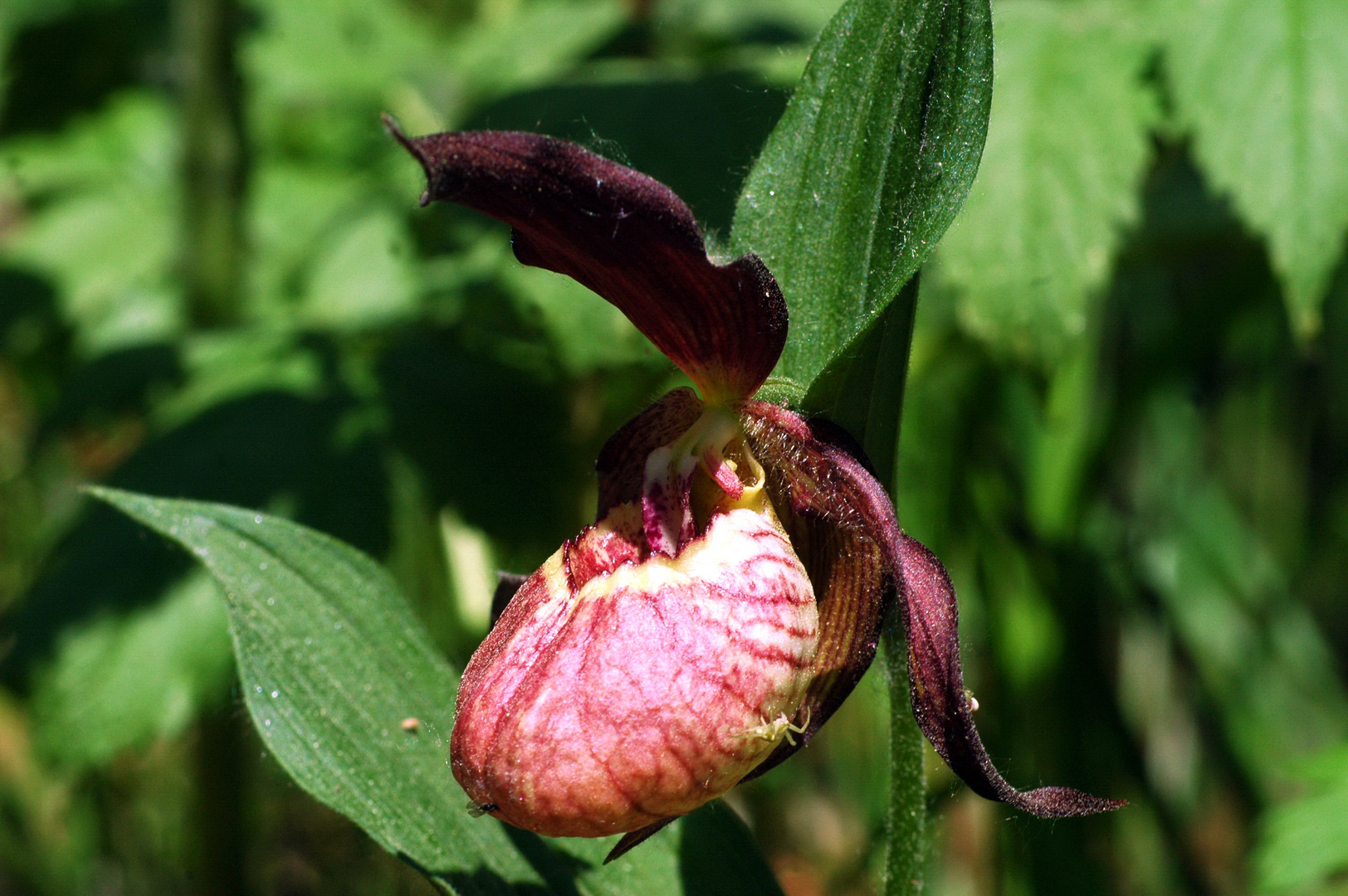 Frauenschuh-Hybrid (Cypripedium calceolus x Cypripedium macranthon)