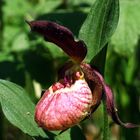 Frauenschuh-Hybrid (Cypripedium calceolus x Cypripedium macranthon)