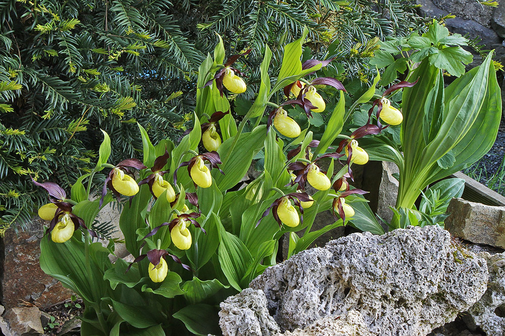 Frauenschuh im Alpinum