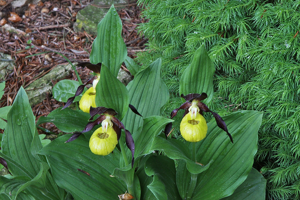 Frauenschuh im Alpinum