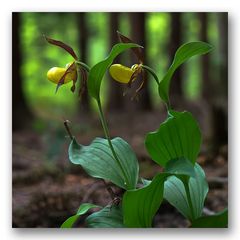 Frauenschuh im Fichtenwald