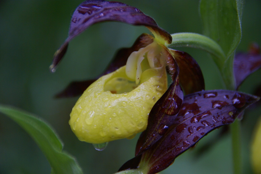 Frauenschuh im Regen