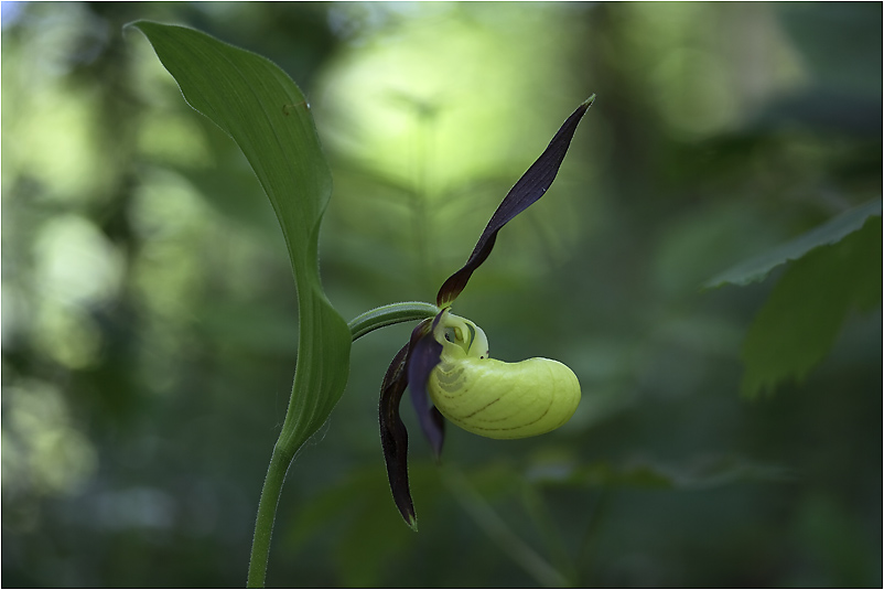 Frauenschuh im Wald