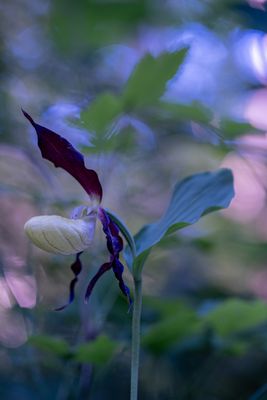 Frauenschuh in rosa Licht