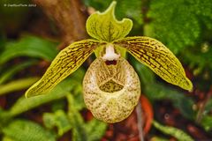 Frauenschuh (Jardim Orquídea Madeira)