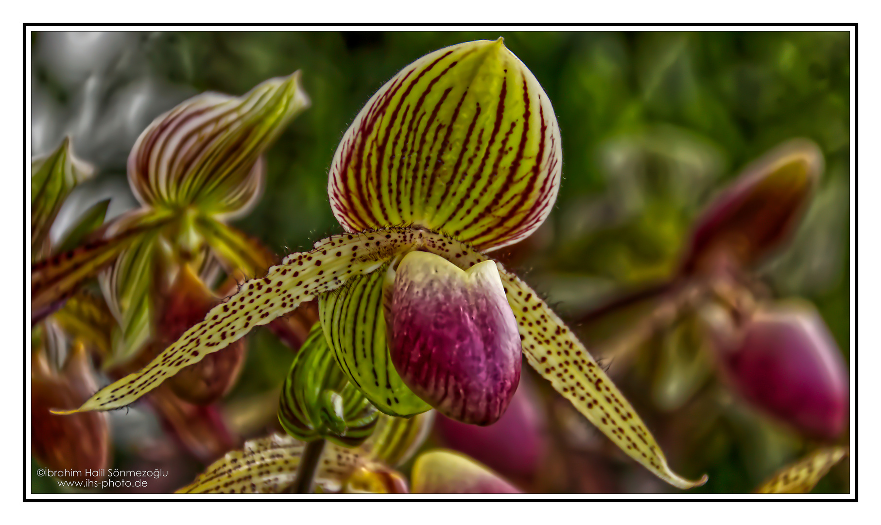 Frauenschuh Orchidee