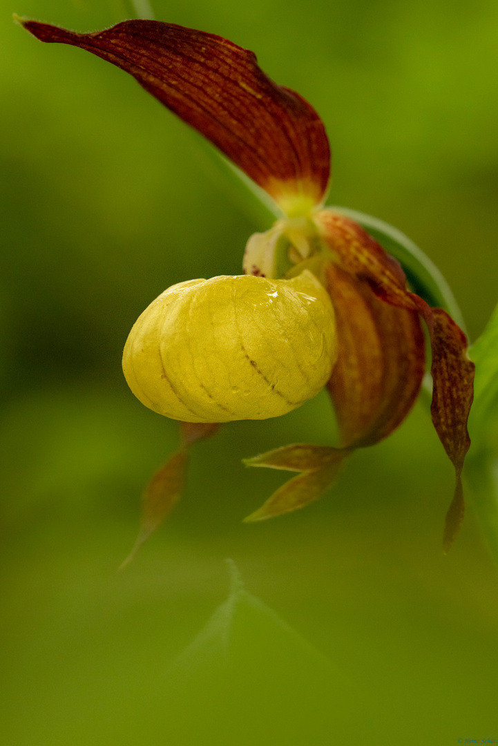 Frauenschuh - Orchidee-1711