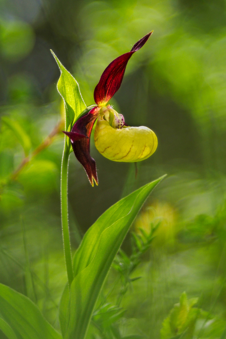 Frauenschuh-Orchidee