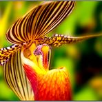 Frauenschuh-Orchidee