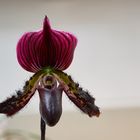 Frauenschuh Orchidee