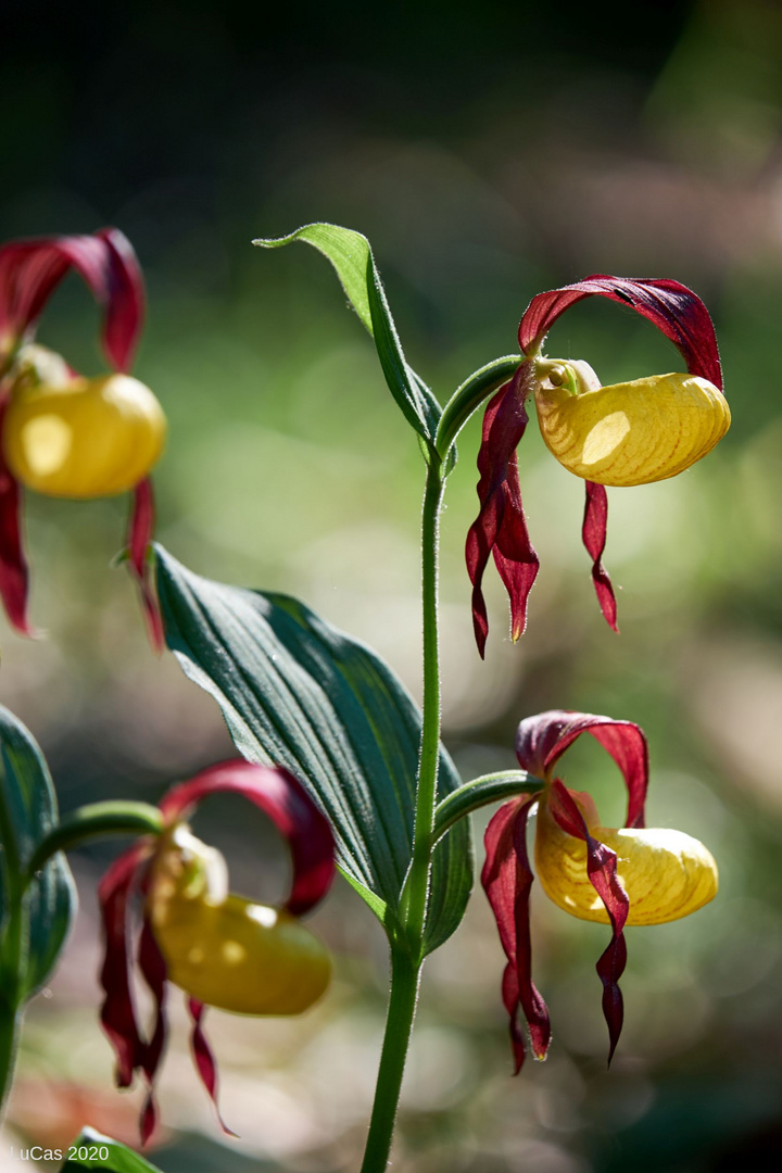 Frauenschuh Orchidee