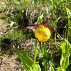 Frauenschuh Orchidee am Lechweg