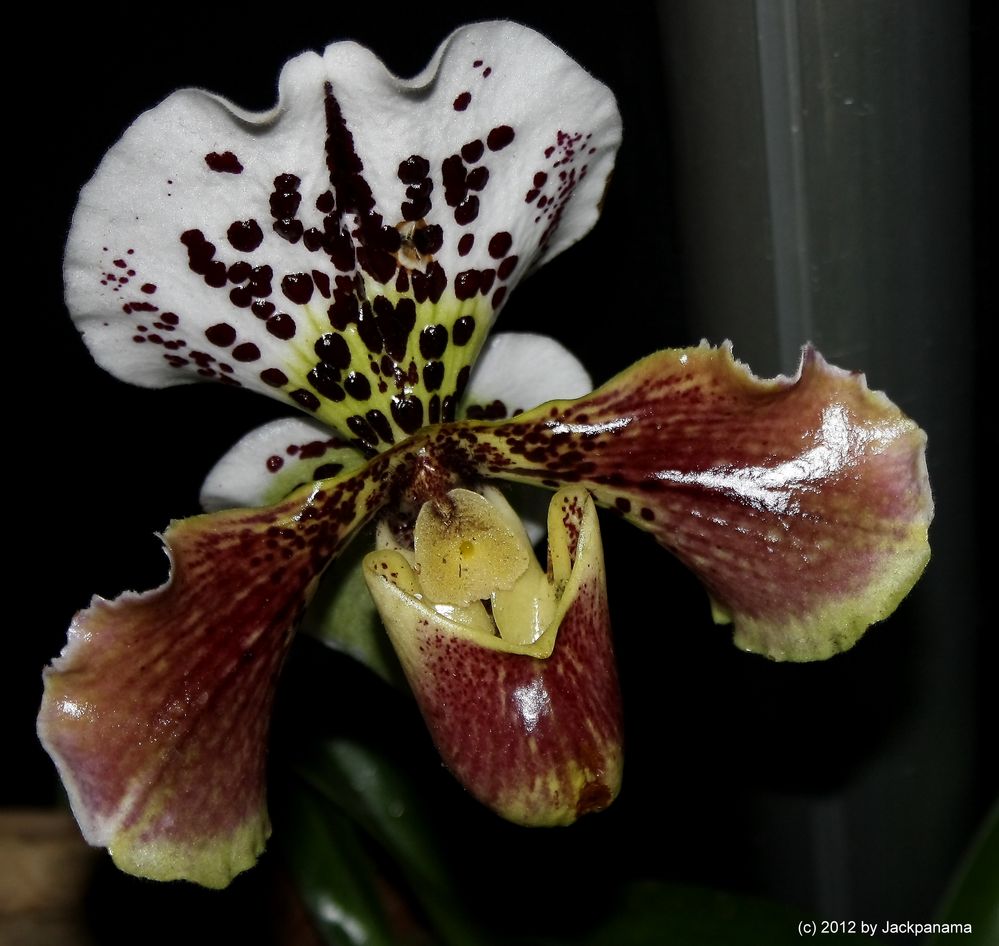 Frauenschuh - Orchidee auf der Messe HAUS GARTEN GENUSS in Essen