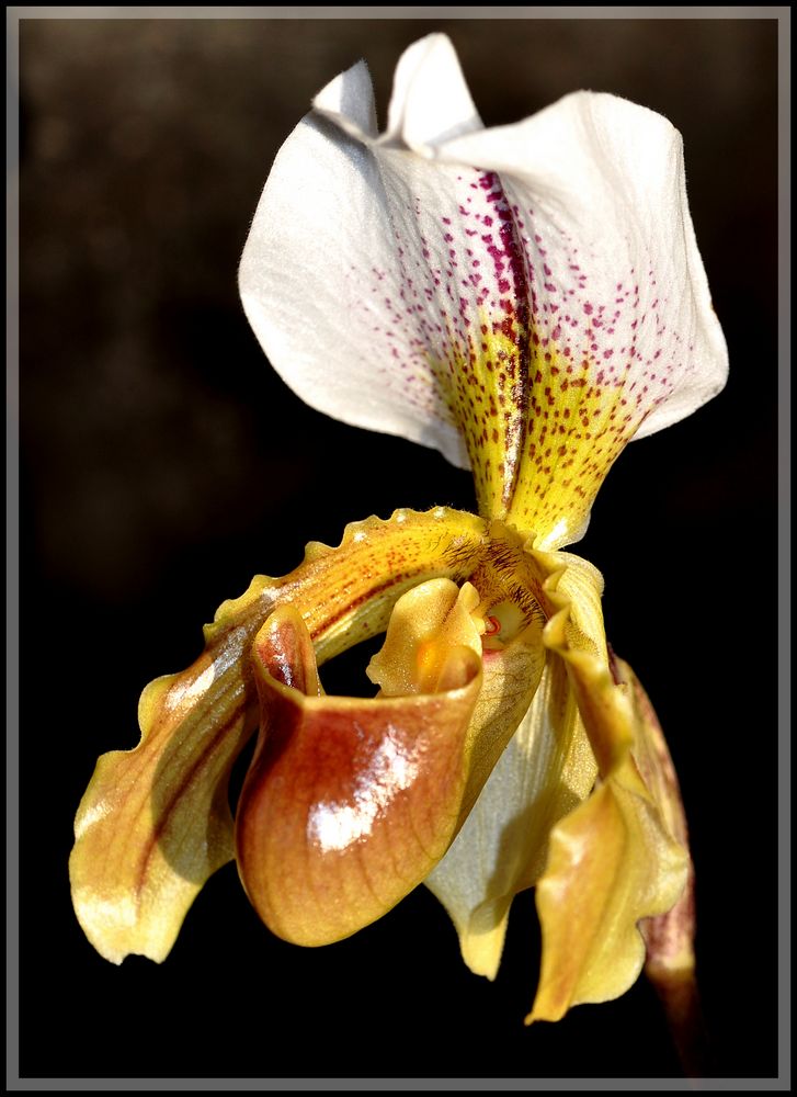 Frauenschuh- Orchidee