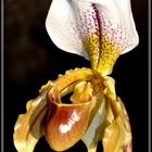 Frauenschuh- Orchidee