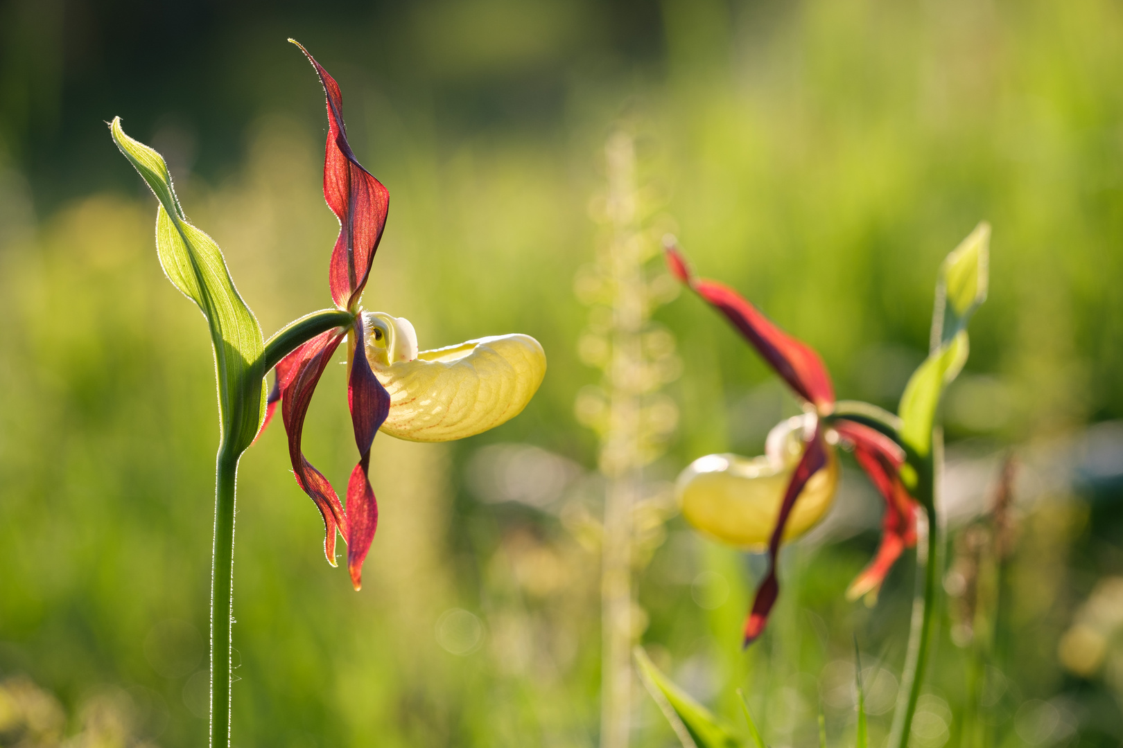 Frauenschuh Orchidee blüht am frühen Morgen