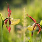 Frauenschuh Orchidee blüht am frühen Morgen