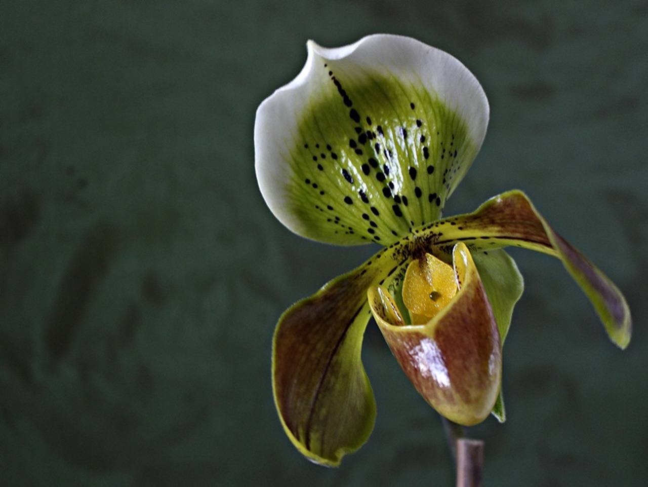 " Frauenschuh " Orchidee