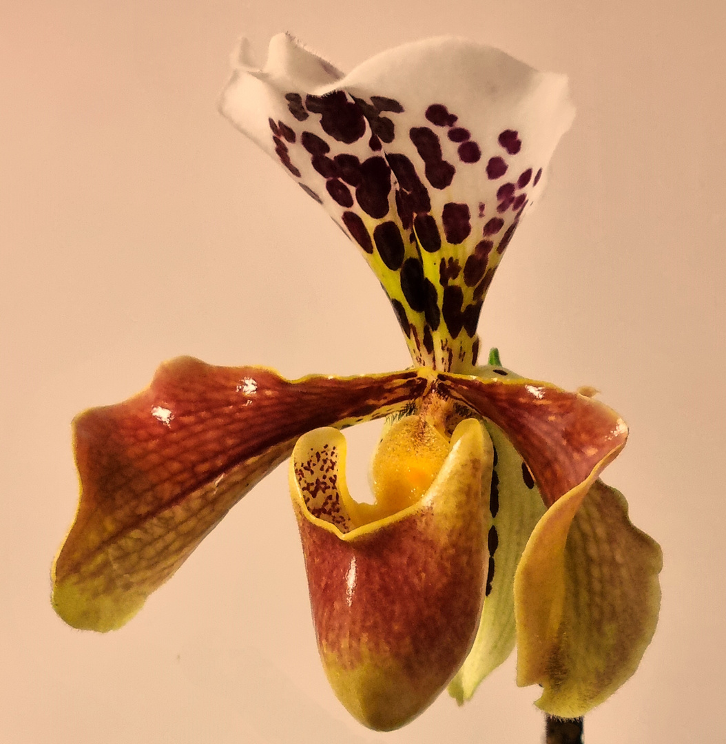  Frauenschuh, Orchidee