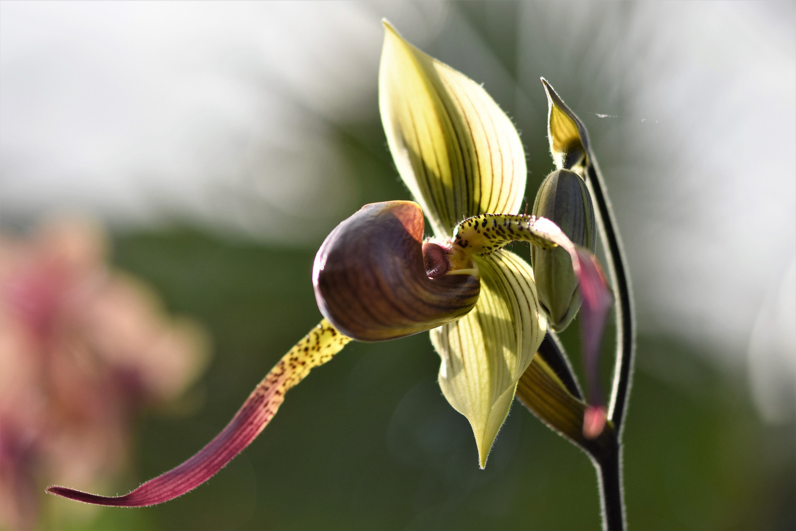 Frauenschuh-Orchidee