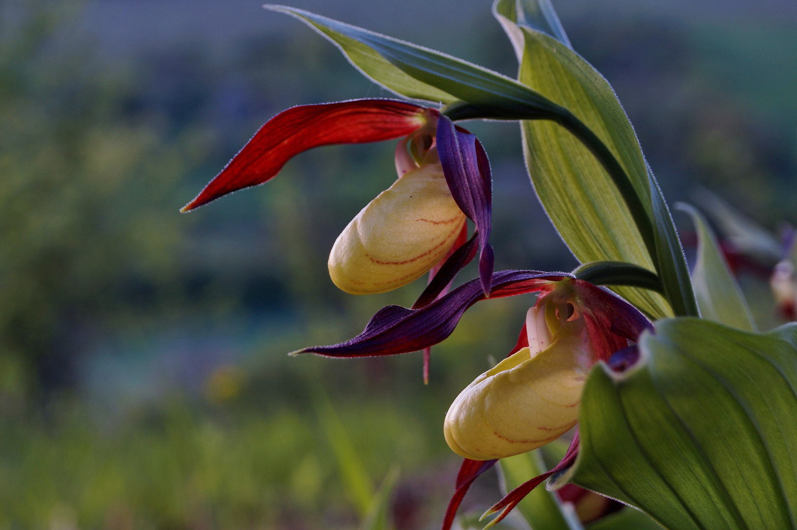 Frauenschuh-Orchidee im Taubertal.