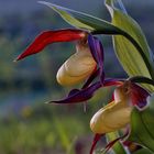 Frauenschuh-Orchidee im Taubertal.