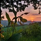 Frauenschuh-Orchidee im Taubertal.