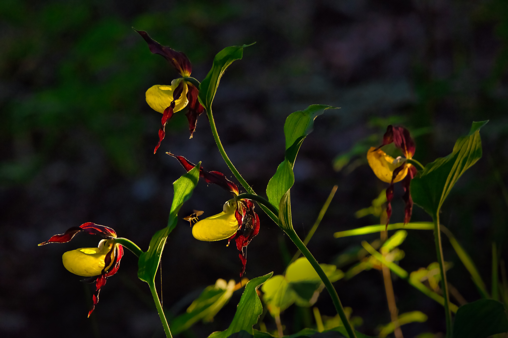 Frauenschuh Orchidee mit Schwebfliege