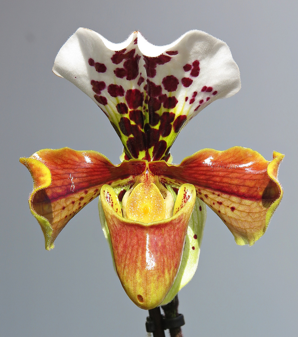 Frauenschuh-Orchidee  - Paphiopedilum