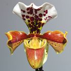 Frauenschuh-Orchidee  - Paphiopedilum